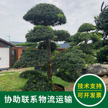 普寧造型羅漢松多少錢-聯(lián)系方式圖片