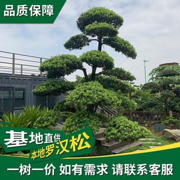 珠海哪里買(mǎi)羅漢松-清場(chǎng)