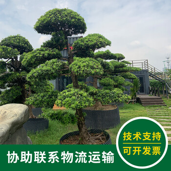 清遠造型羅漢松多少錢-聯(lián)系方式
