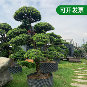 番禺哪里買羅漢松-清場