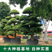 惠州罗汉松大树多少钱-联系方式