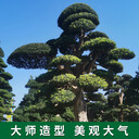 深圳哪里有羅漢松基地-場地到期
