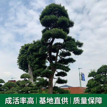 常平鎮(zhèn)哪里的羅漢松便宜-場(chǎng)地到期