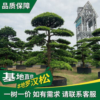 芳村哪里有大型羅漢松-場地到期