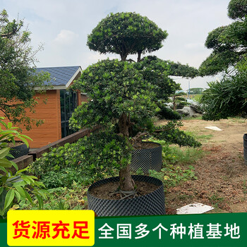 濠江区哪里有造型罗汉松-联系方式