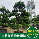 增城羅漢松大樹多少錢-聯(lián)系方式