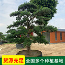 潮州大型羅漢松基地-聯(lián)系方式