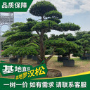 芳村羅漢松大樹多少錢-聯(lián)系方式