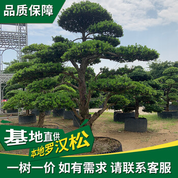 芳村羅漢松大樹多少錢-聯(lián)系方式