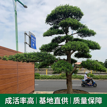 中山哪里有羅漢松基地-清場