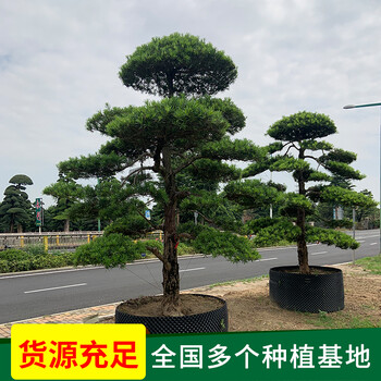 東莞羅漢松基地-聯(lián)系方式
