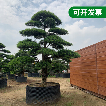 石碣鎮(zhèn)哪里有羅漢松基地-聯(lián)系方式