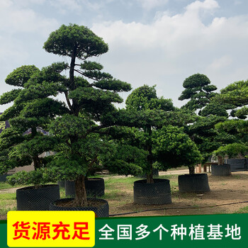 羅湖哪里有大型羅漢松-清場