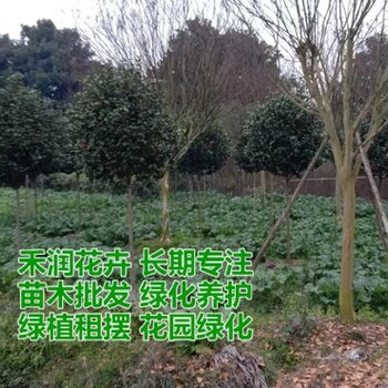 宜宾茶花树批发,宜宾乔木灌木批发