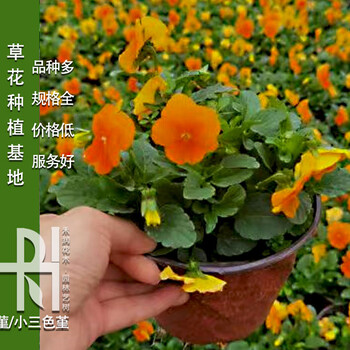 綿陽(yáng)角堇批發(fā),綿陽(yáng)綠化苗木批發(fā)