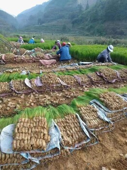 花溪區(qū)濕地松苗批發(fā)濕地松苗木濕地松苗木