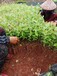 嘉陵区桉树苗图片湛江桉树苗批发市场桉树苗品种