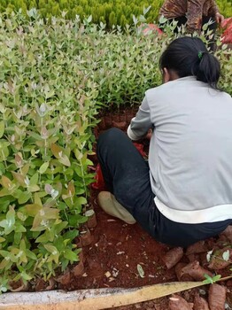 龙陵南宁桉树苗批发基地桉树苗种植技术桉树苗品种