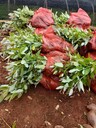 晴隆賀州桉樹苗批發(fā)市場(chǎng)桉樹苗木單價(jià)桉樹苗價(jià)格