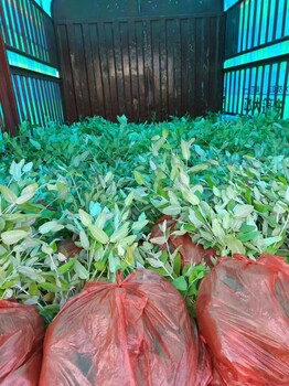 威宁广西林科院桉树苗价格桉树苗种植技术桉树苗品种