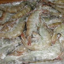 厄瓜多尔冻虾进口青岛港单证
