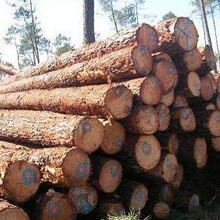 请注意巴西木材进口报关的关税有何变动