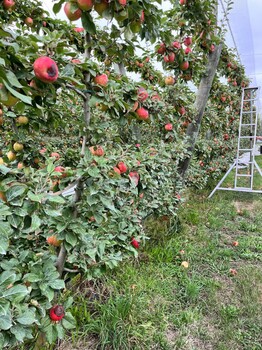 四川绵阳出国务工招搬运工采摘工清洁工