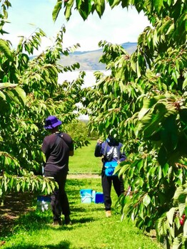 湖北荆州出国劳务招采摘工包装工农场货运司机分拣工