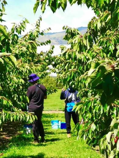 江苏泰州出国务工新西兰招采摘工包装工叉车司机