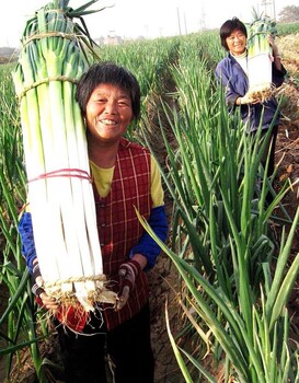 大蔥批發基地，大蔥批發商聯系方式，大蔥批發商價多少錢一斤