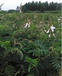 山毛豆种子绿化护坡固土保持水土灌木种子常用品种