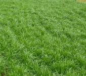 广西钦州黑麦草籽多年生草坪草籽绿化资材承接绿化工程喷播植草