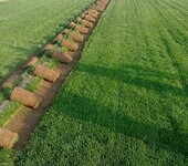 广西钦州狗牙根草籽草坪草籽绿化资材承接绿化工程喷播植草