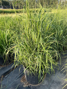 北方長綠植物批發廠家推薦-北京北方長綠苗圃