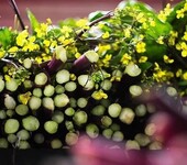 武汉洪山菜苔品种培育、种植菜苔的好时节在几月份