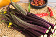 武汉洪山菜苔的种植条件现摘洪山菜苔在线销售