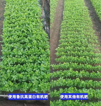 魯抗生物有機肥