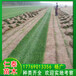 北京草坪本地草皮早熟禾草籽野花组合种子草坪草基地