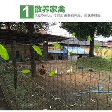 荷兰网涂塑网圈地网格耐酸碱外观漂亮大方结实