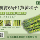 巨鑫源發(fā)布新品種鑫航育6號蘆筍種子