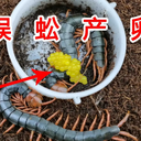 隨州勝隆蜈蚣養(yǎng)殖廠，湖北大的蜈蚣養(yǎng)殖基地，高標(biāo)準(zhǔn)，實力強