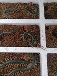 蜈蚣养殖技术，湖北蜈蚣养殖基地，随州胜隆金头蜈蚣养殖厂
