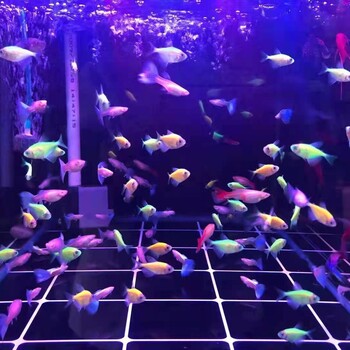 濟(jì)南魚缸清洗歷下區(qū)漿水泉路
