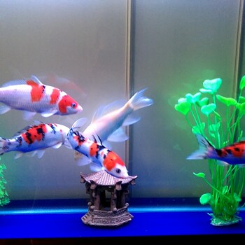濟(jì)南魚管家魚缸清洗服務(wù)