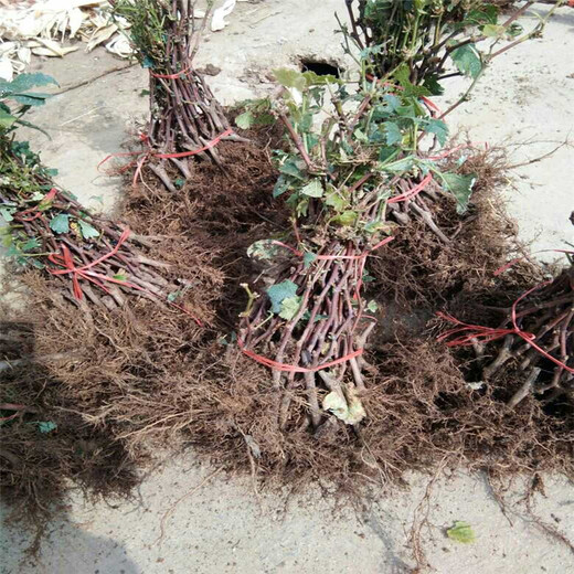 思明區(qū)玫瑰香葡萄苗1棵多少價格