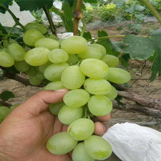 微山縣赤霞珠葡萄苗品種多成活率好