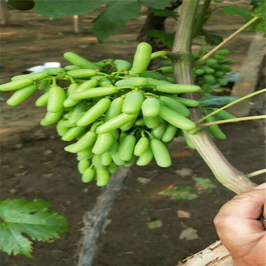 望城县阳光玫瑰葡萄苗种植技术指导