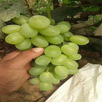 衡山縣陽光玫瑰葡萄苗批發基地