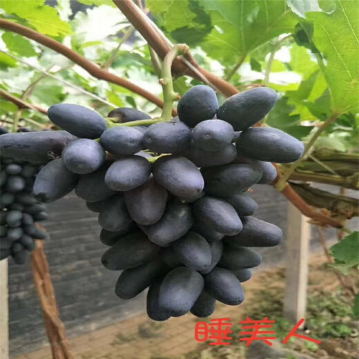 宁远县嫁接葡萄苗品种多