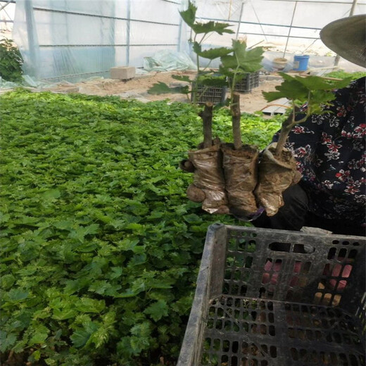 揭西縣陽光玫瑰葡萄苗價格行情